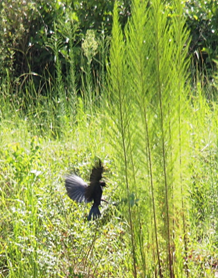 [The crow has its wings outstretched above its body as it heads for tall green reeds on the right side of the image. ]